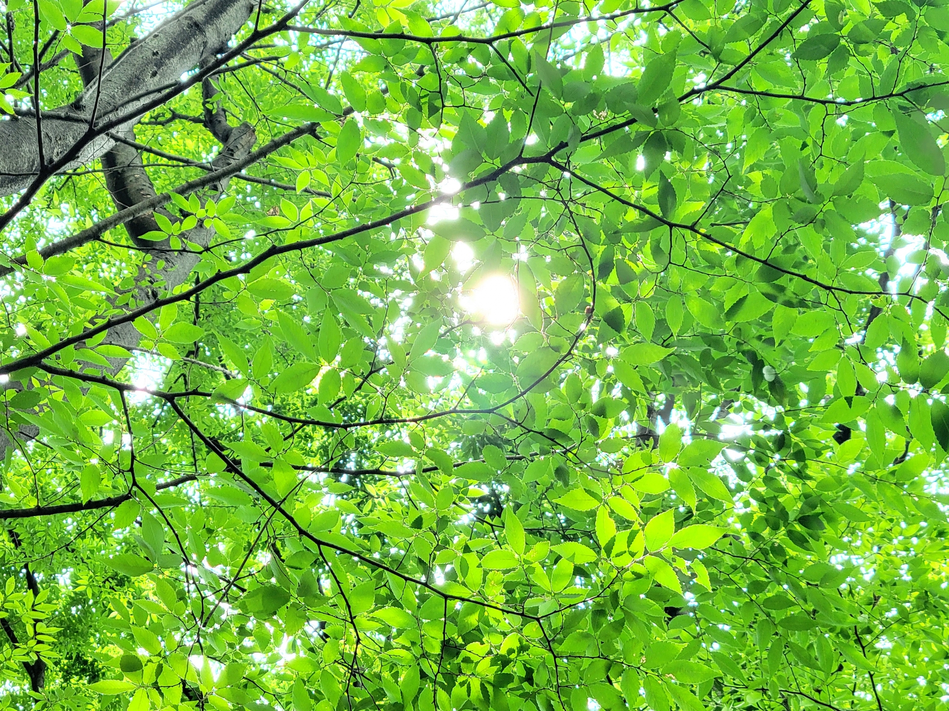 緑の木々の写真